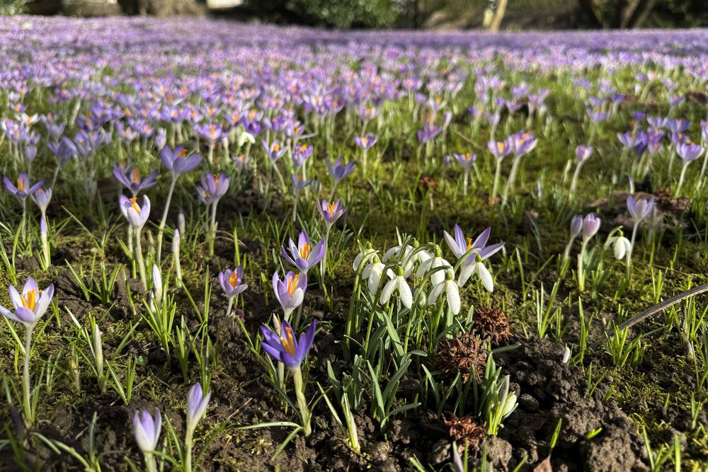 Nach mehreren warmen Tagen blühte am 13. Februar in Lenzburg AG ein Meer von Krokussen. (Foto: Andreas Walker)